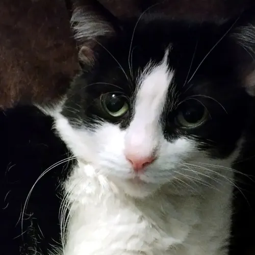 Florence - Domestic Shorthair cat available for adoption at Cat Protection Society of Victoria in Melbourne
