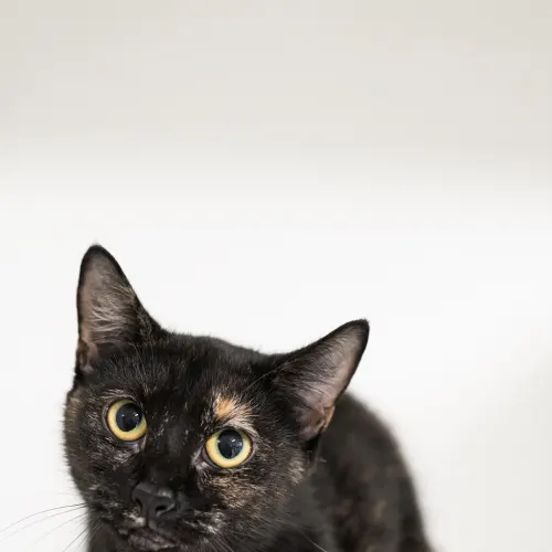 Felicity - Domestic Shorthair cat available for adoption at Hawkesbury Companion Animal Shelter in Sydney