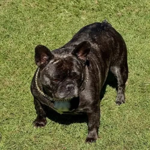 Frankie - Mixed Breed available for adoption in Brisbane
