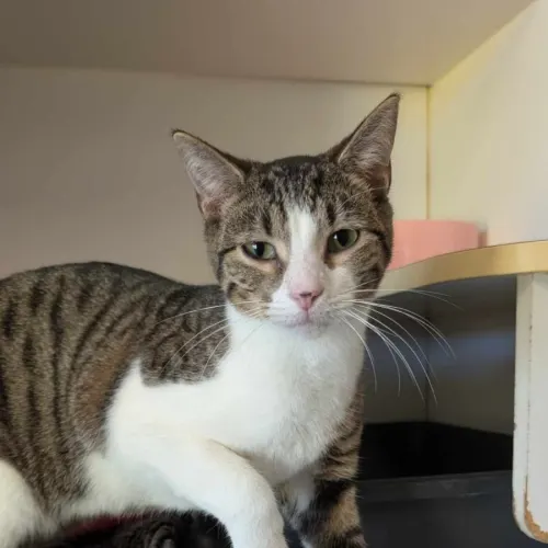 Turbo - Domestic Shorthair cat available for adoption at Sutherland Shire Council Animal Shelter in Sydney