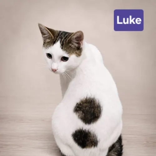 Luke - Domestic Shorthair cat available for adoption at Brighter Future Cat Rescue in Sydney