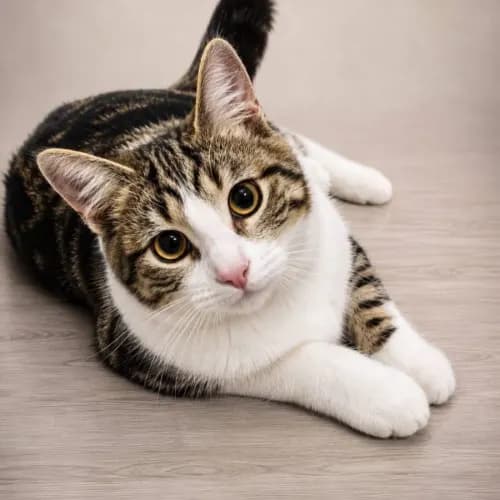 Beau - Domestic Shorthair cat available for adoption at Brighter Future Cat Rescue in Sydney