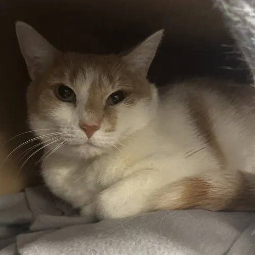 Kioshi - Domestic Shorthair cat available for adoption at wat djerring Animal Facility (City of Whittlesea) in Melbourne