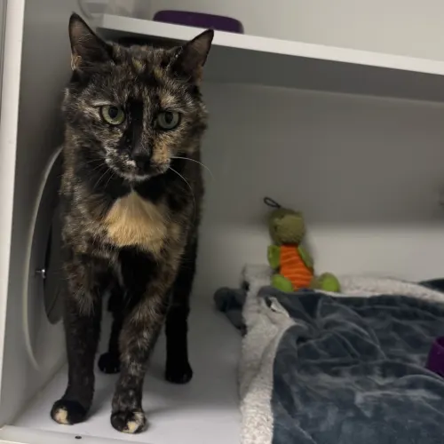 Pebbles - Domestic Shorthair cat available for adoption at wat djerring Animal Facility (City of Whittlesea) in Melbourne