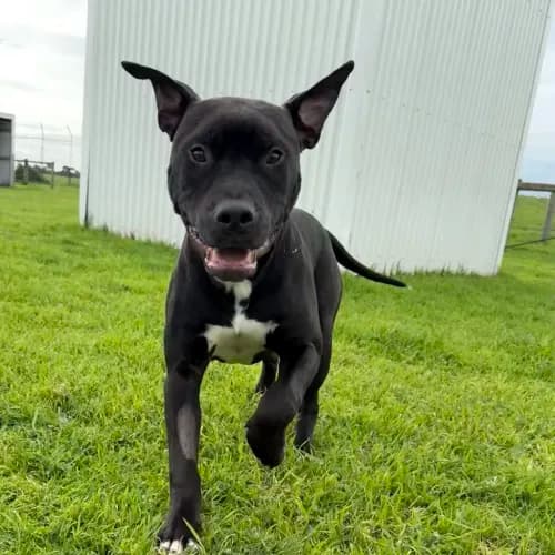 Gizmo - Mixed Breed available for adoption in Melbourne