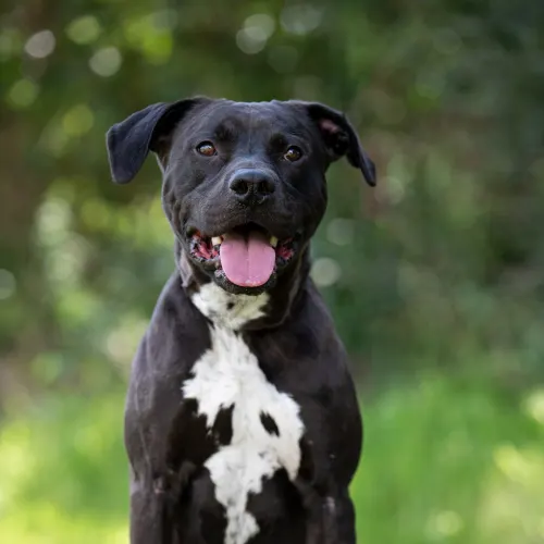 Bronson - Staffy Cross available for adoption in Sydney