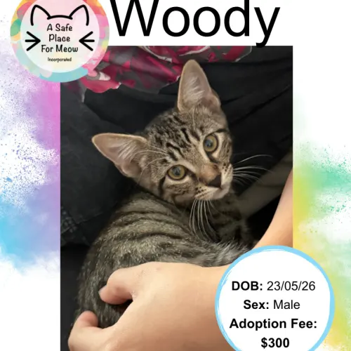 Woody - Domestic Shorthair available for adoption in Darwin