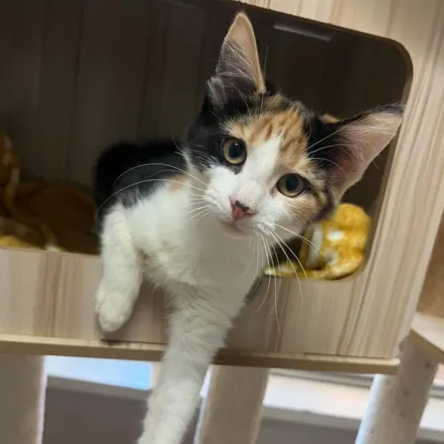 Cupcake - Domestic Shorthair cat available for adoption at Brighter Future Cat Rescue in Sydney
