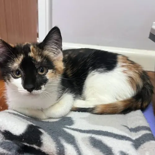Cookie - Domestic Shorthair cat available for adoption at Brighter Future Cat Rescue in Sydney