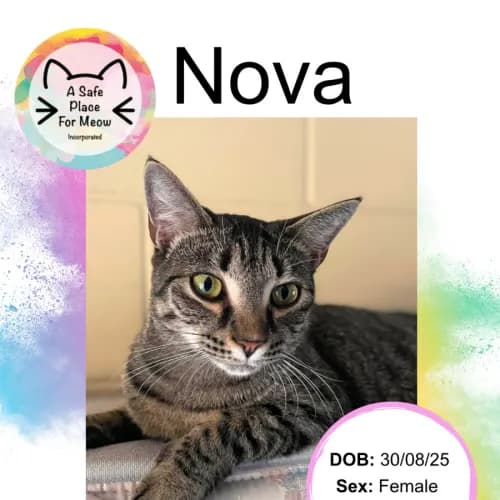 Nova - Domestic Shorthair available for adoption in Darwin