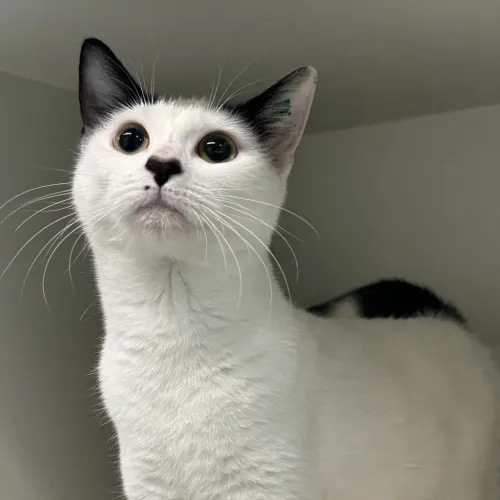 Bristol - Domestic Shorthair cat available for adoption at wat djerring Animal Facility (City of Whittlesea) in Melbourne
