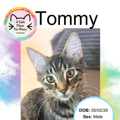 Tommy - Domestic Shorthair cat available for adoption at A Safe Place for Meow in Darwin