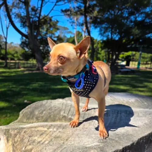 Pedro - Chihuahua available for adoption in Newcastle