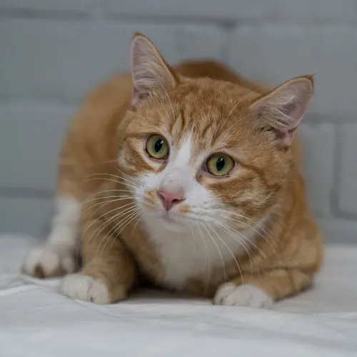 Arthur - Domestic Shorthair cat available for adoption at Hawkesbury Companion Animal Shelter in Sydney