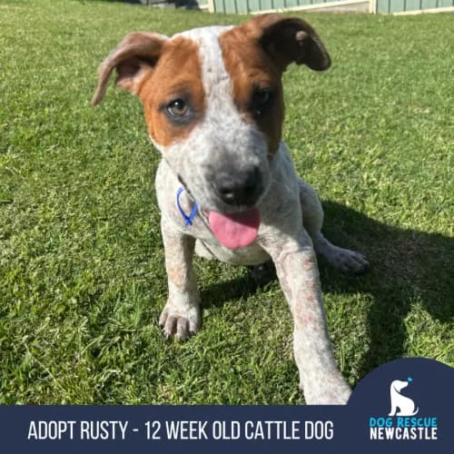 Rusty - Cattle Dog available for adoption in Newcastle