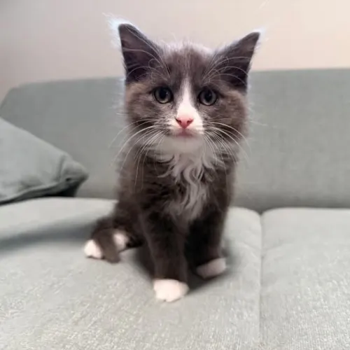 Sweet Pea - Domestic Shorthair cat available for adoption at Brighter Future Cat Rescue in Sydney