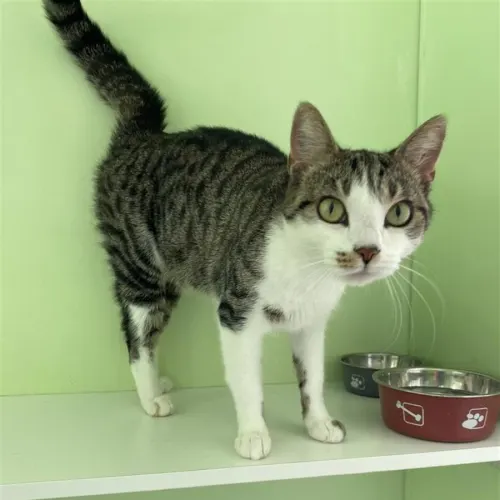 Poppy - Domestic Shorthair cat available for adoption at Wollongong City Council (Wollongong Pet Connection) in Wollongong