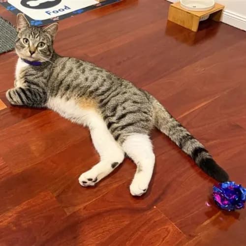 Felix - Domestic Shorthair cat available for adoption at Wollongong City Council (Wollongong Pet Connection) in Wollongong