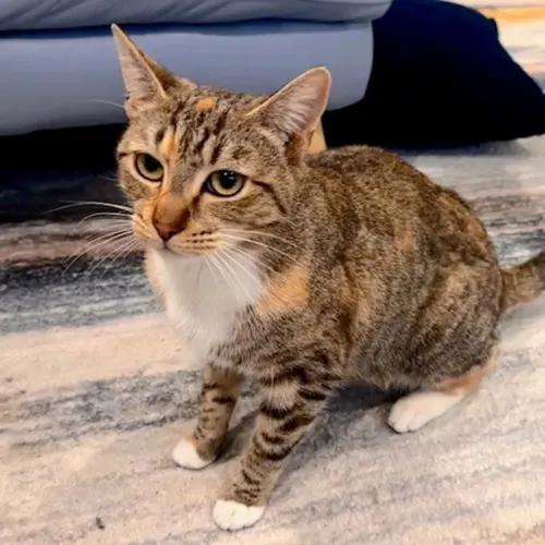 Nixie - Domestic Shorthair cat available for adoption at Wollongong City Council (Wollongong Pet Connection) in Wollongong