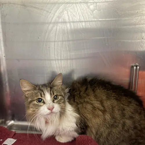 Ella - Domestic Shorthair cat available for adoption at Wollongong City Council (Wollongong Pet Connection) in Wollongong