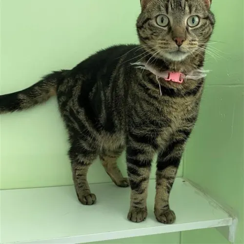 Biskit - Domestic Shorthair cat available for adoption at Wollongong City Council (Wollongong Pet Connection) in Wollongong