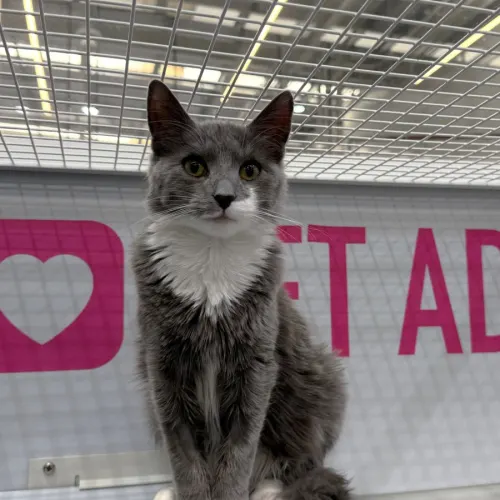 Thomas - Domestic Shorthair cat available for adoption at Brighter Future Cat Rescue in Sydney