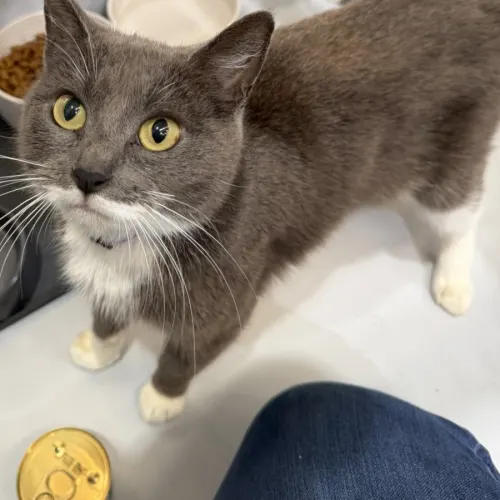 Hogi - Domestic Shorthair cat available for adoption at Brighter Future Cat Rescue in Sydney
