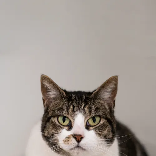 Heaven - Domestic Shorthair cat available for adoption at Hawkesbury Companion Animal Shelter in Sydney
