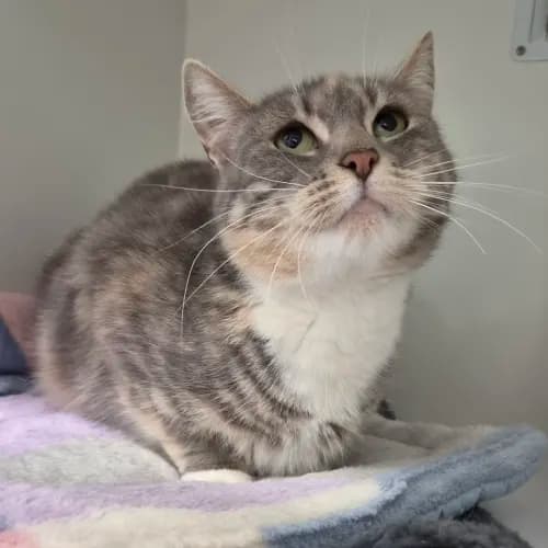 Cutie - Domestic Shorthair cat available for adoption at wat djerring Animal Facility (City of Whittlesea) in Melbourne