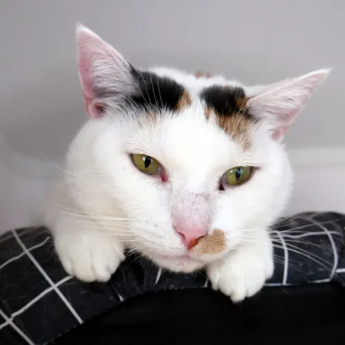 Petal - Domestic Shorthair cat available for adoption at Cat Protection Society of Victoria in Melbourne