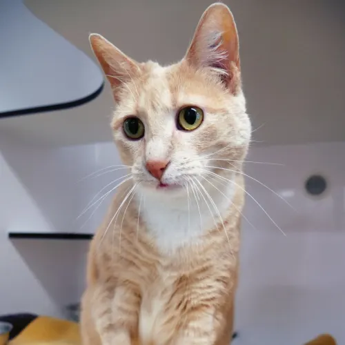 Tullulah - Domestic Shorthair cat available for adoption in Melbourne