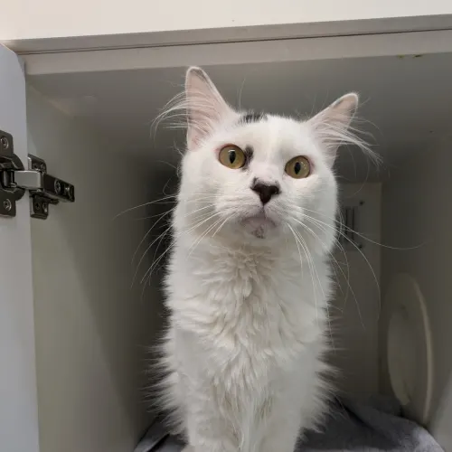 Dulux - Domestic Medium Hair cat available for adoption at wat djerring Animal Facility (City of Whittlesea) in Melbourne