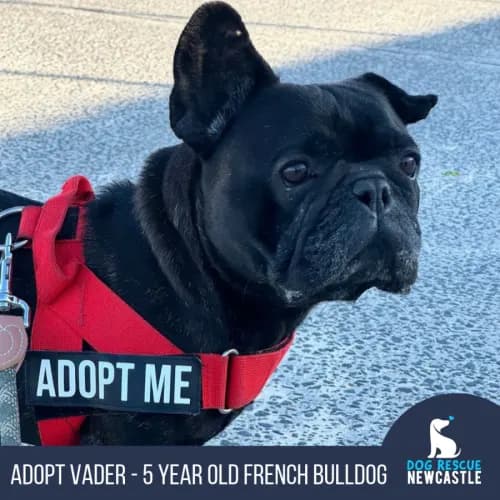Vader - French Bulldog available for adoption in Newcastle