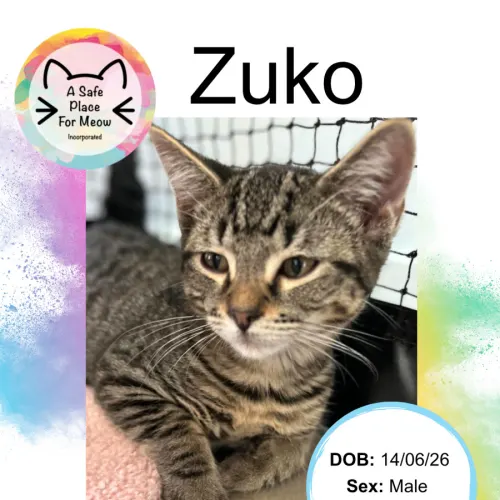 Zuko - Domestic Shorthair cat available for adoption at A Safe Place for Meow in Darwin
