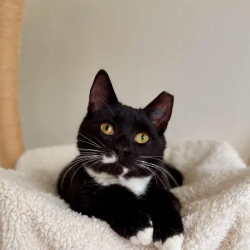 Angus - Domestic Shorthair cat available for adoption in Sydney