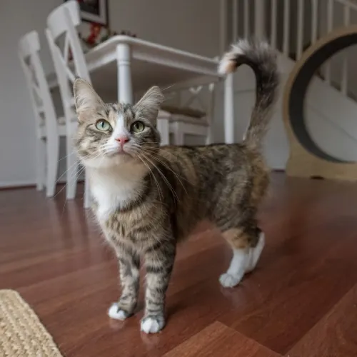 Galaxy - Domestic Shorthair cat available for adoption at Brighter Future Cat Rescue in Sydney