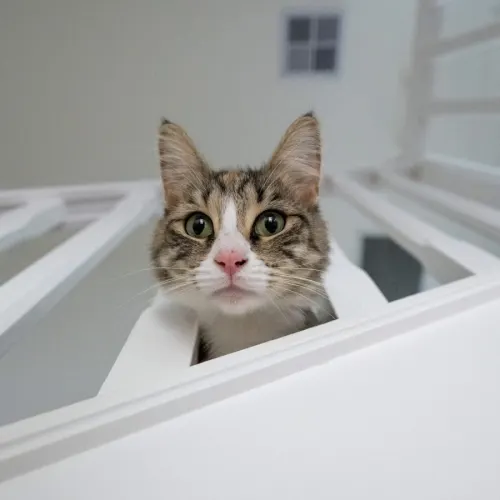 Galaxy - Domestic Shorthair cat available for adoption in Sydney