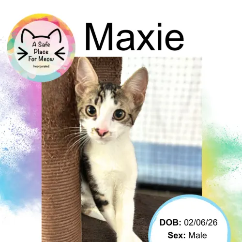 Maxie - Domestic Shorthair available for adoption in Darwin