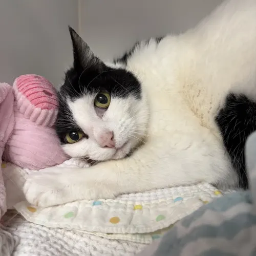 Lavander - Domestic Shorthair cat available for adoption at wat djerring Animal Facility (City of Whittlesea) in Melbourne