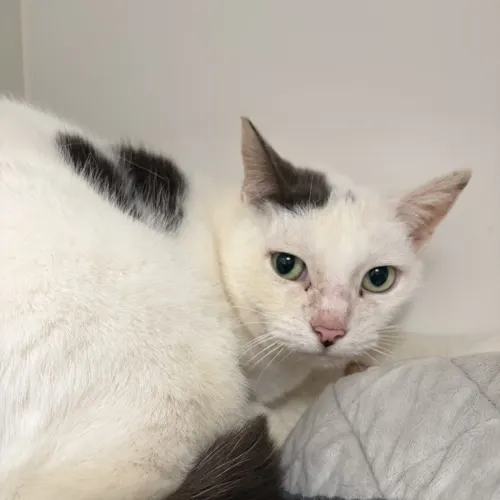 Pishi - Domestic Shorthair cat available for adoption at wat djerring Animal Facility (City of Whittlesea) in Melbourne