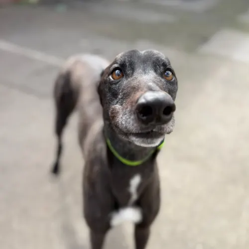 Nash - Mixed Breed available for adoption in Ballarat