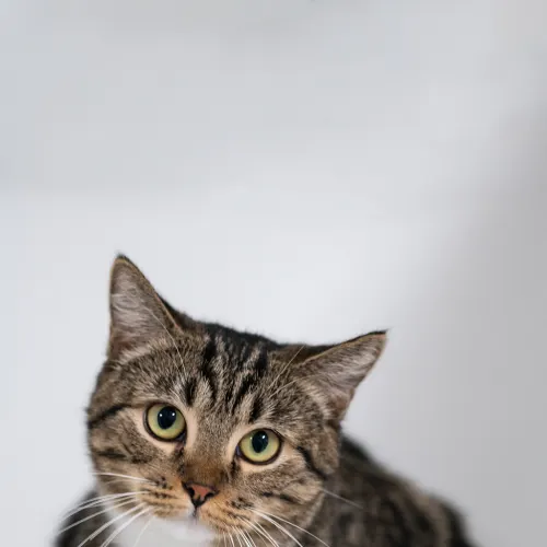 Victoria - Domestic Shorthair cat available for adoption at Hawkesbury Companion Animal Shelter in Sydney