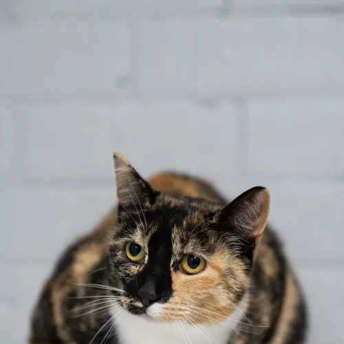 Bonnie - Domestic Shorthair cat available for adoption at Hawkesbury Companion Animal Shelter in Sydney