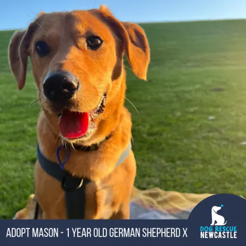 Mason - Shepherd x Beagle available for adoption in Newcastle