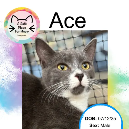 Ace - Domestic Shorthair cat available for adoption at A Safe Place for Meow in Darwin