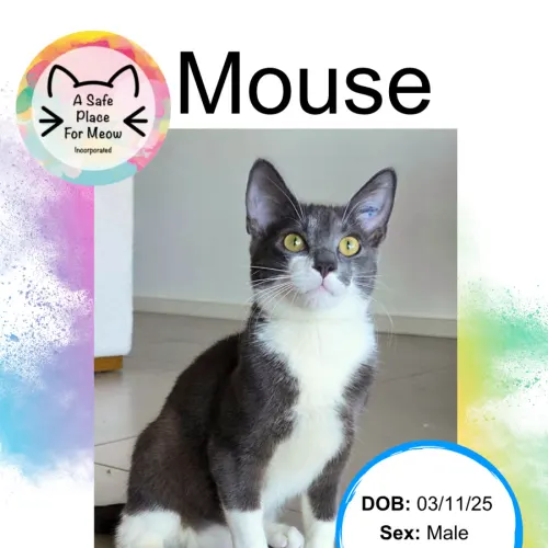 Mouse - Domestic Shorthair cat available for adoption at A Safe Place for Meow in Darwin