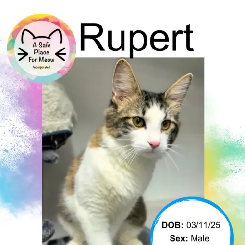 Rupert - Domestic Shorthair available for adoption in Darwin