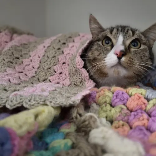 Remy - Domestic Shorthair cat available for adoption at wat djerring Animal Facility (City of Whittlesea) in Melbourne