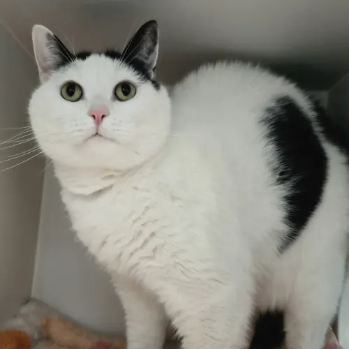 Jayjay - Domestic Medium Hair cat available for adoption at wat djerring Animal Facility (City of Whittlesea) in Melbourne