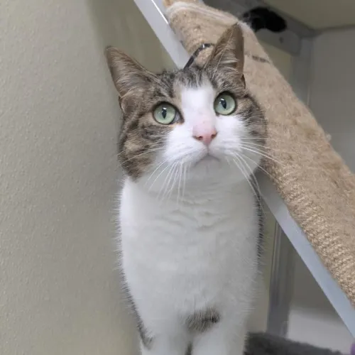 Trigger - Domestic Shorthair cat available for adoption at Mornington Peninsula Shire Community Animal Shelter in Melbourne